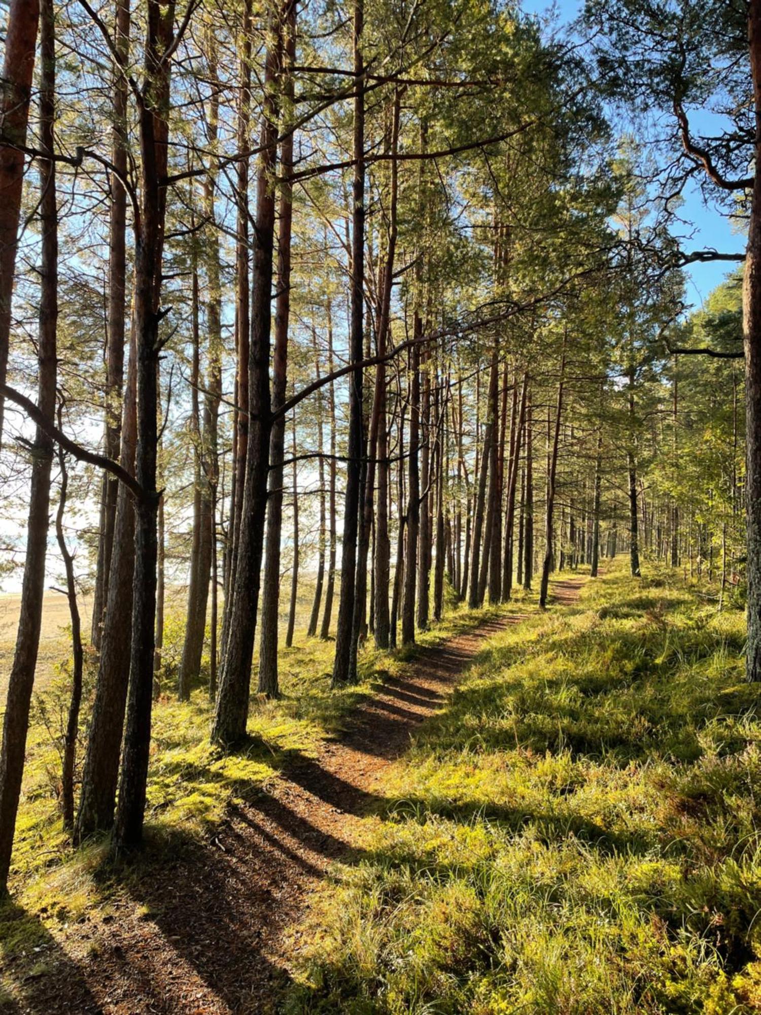 Apartament 11 Pine View Ķesterciems Zewnętrze zdjęcie
